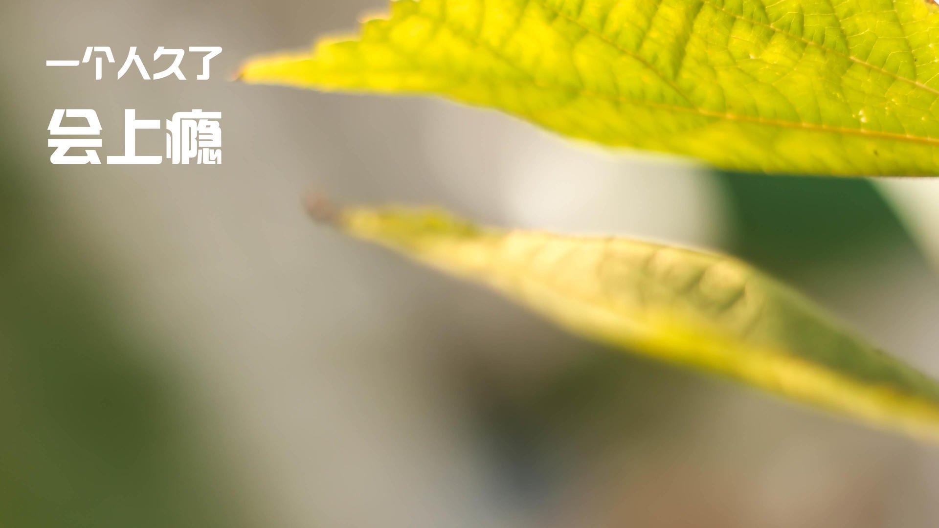 塔图姆成为全场焦点，新疆队终结浙江队