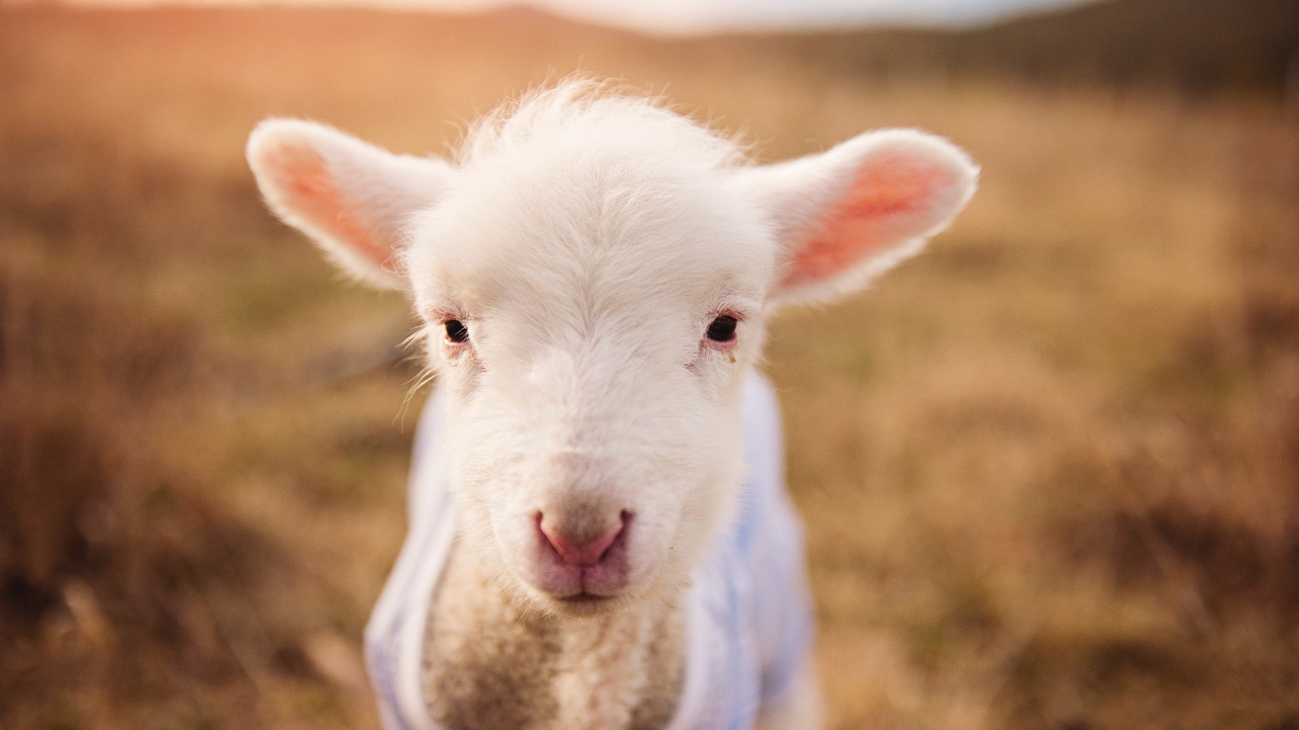 意甲焦点战之夜,迪亚斯成为全场焦点